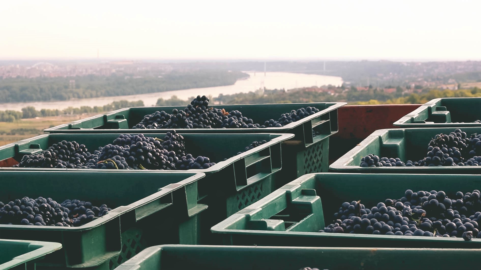 berba_grozdja_pino_noir_vinarija_dumo